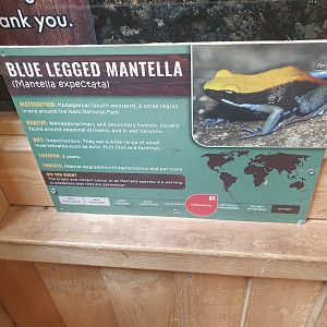 Blue Legged Mantella Signage