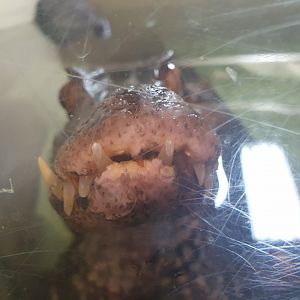 Cuvier's Dwarf Caiman