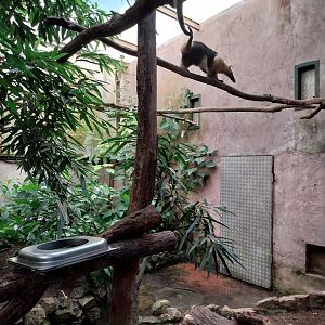Jungle Trek dome - Southern tamandua (Tamandua tetradactyla)