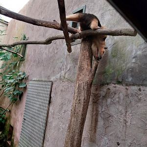 Jungle Trek dome - Southern tamandua (Tamandua tetradactyla)