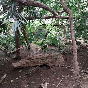 Jungle Trek dome - Southern tamandua enclosure