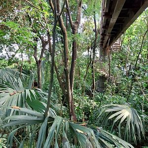 Jungle Trek dome - Canopy walk