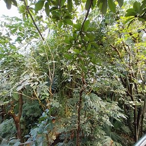 Jungle Trek dome - Canopy walk
