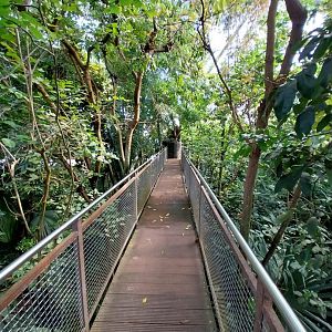 Jungle Trek dome - Canopy walk