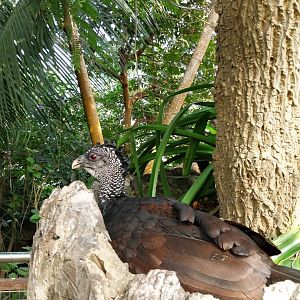 Jungle Trek dome - Canopy walk - Great curassow (Crax rubra rubra)