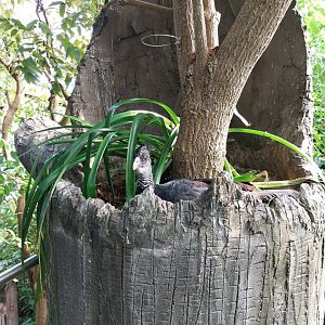 Jungle Trek dome - Canopy walk - Great curassow (Crax rubra rubra)