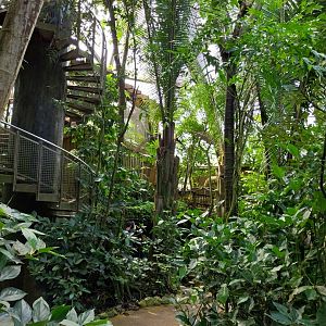 Jungle Trek dome - Canopy walk