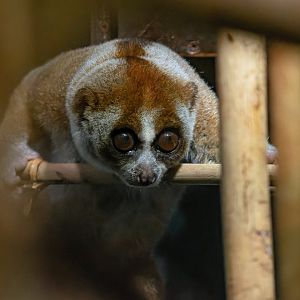 Greater/ Sunda slow loris (Nycticebus coucang coucang)