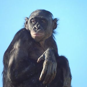 Batia (Bonobo, Pan paniscus)