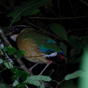 Blue-winged pitta (Pitta moluccensis)