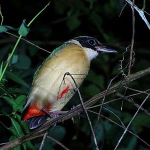 Blue-winged pitta (Pitta moluccensis)