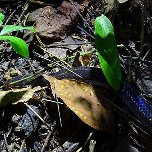 Sunbeam snake (Xenopeltis unicolor)