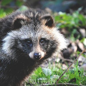 Racoon Dog