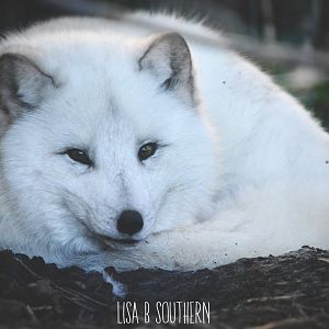 Artic Fox
