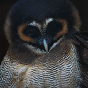 Brown Wood Owl