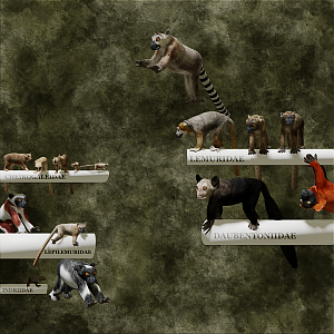 A Gallery of Lemurs