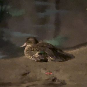 Duck ID?
