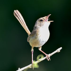 Red-backed Fairywren