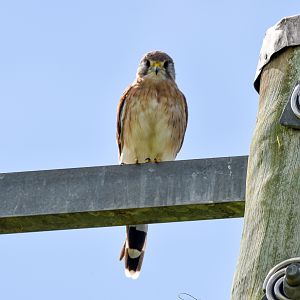 Nankeen Kestrel