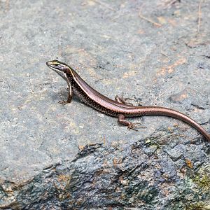 Eastern Water Skink
