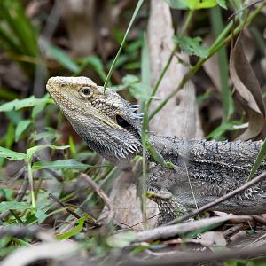 Eastern Bearded Dragon