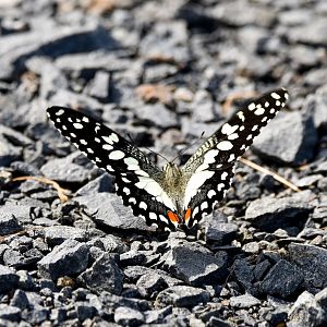 Chequered Swallowtail