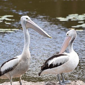 Australian Pelicans