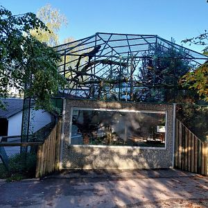 Monkey House - Blue-eyed black lemur enclosure
