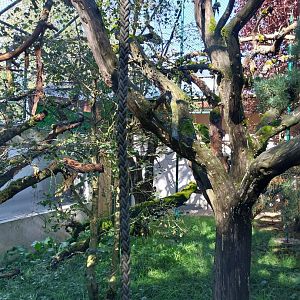 Monkey House - Blue-eyed black lemur encloure