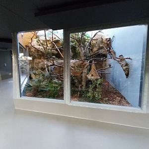 Monkey House - Pygmy marmoset enclosure