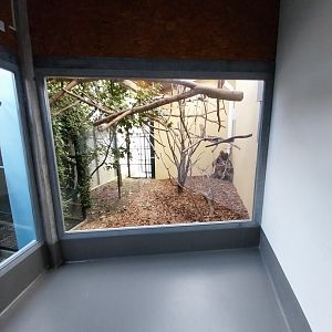 Monkey House - Cotton-top tamarin and bearded emperor tamarin outdoors enclosure