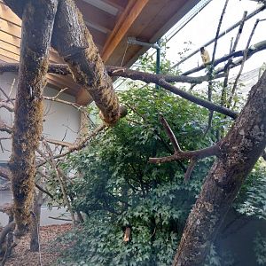 Monkey House - Bolivian squirrel monkey outdoors enclosure