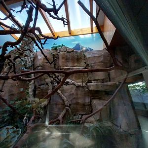 Monkey House - Golden-headed lion tamarin and Cotton-top tamarin enclosure
