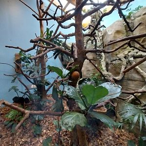 Monkey House - Golden-headed lion tamarin and Cotton-top tamarin enclosure