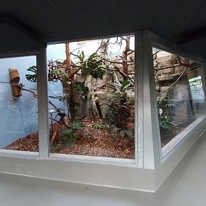 Monkey House - Golden-headed lion tamarin and Cotton-top tamarin enclosure