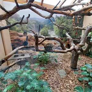 Monkey House - Blue-eyed black lemur enclosure