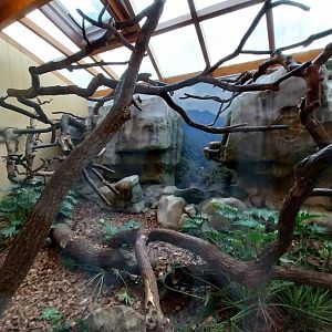 Monkey House - Black-capped capuchin enclosure