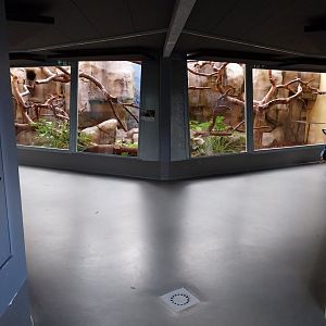 Monkey House - Black-capped capuchin enclosure