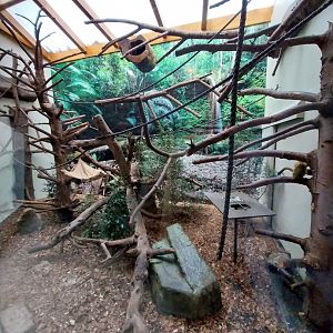 Monkey House - Bolivian squirrel monkey enclosure