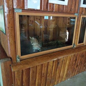 Serval enclosure