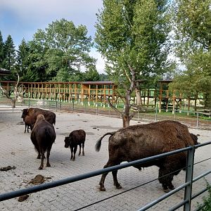 Plains buffalo (Bison bison bison)