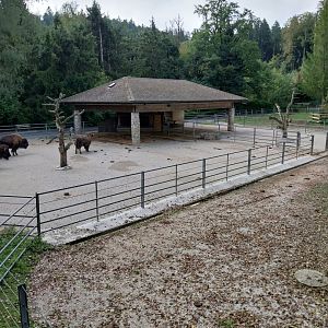 Plains buffalo enclosure