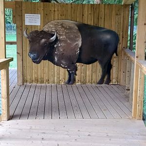 Plains buffalo education