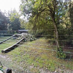 Arctic wolves enclosure