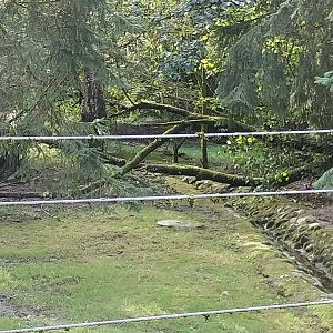 Arctic wolves enclosure