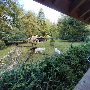 Arctic wolves (Canis lupus)