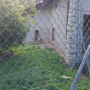 Snow leopard (Panthera uncia)