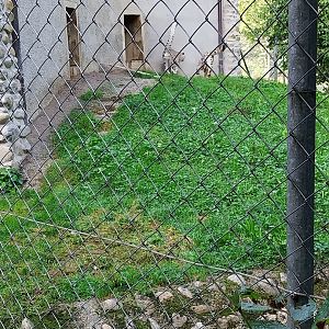 Snow leopard (Panthera uncia)