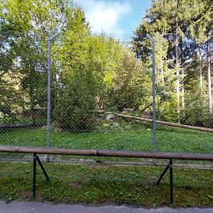 Snow leopard enclosure