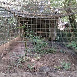 Pheasantry - Grey peacock-pheasant (Polyplectron bicalcaratum)